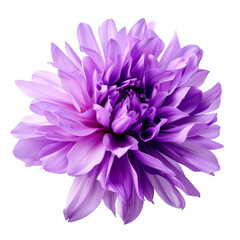 Cornflower like Pink and Purple Flower Isolated on White Background - obrazy, fototapety, plakaty