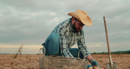 A farmer in the field collects potatoes in boxes. Agriculture, potato entrepreneur, field business,...