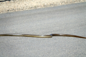 Large 1.5-meter Balkan snake (Coluber jugularis) on highway. It is very brave, aggressive snake in...