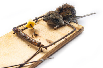 Deratization. The mouse got caught in a mousetrap. Mice as pests of agriculture and household...