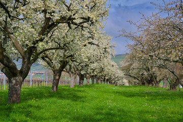 Kirschblüte in Westhoffen im Elsass