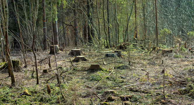 Stumps from the fir trees in the winter clearing, spring view. Boreal forests (European Spruce) of Northeastern Europe
