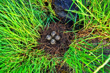 A black-winged stilt (Himantopus himantopus) nest in the coastal thickets of a brackish lake in coastal vegetation. Northern Black Sea region