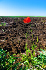 Ruderal vegetation. Poppies are like field weed (agrestal) in agricultural fields. Redweed (Papaver rhoeas) on edge of field, spring tillage - obrazy, fototapety, plakaty