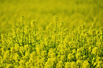 Yellow fields of rapeseed colza (Brassica napus var. oleifera), canola flowers on southern plains,...