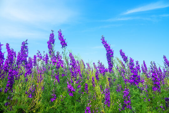Blue wild field. Secondary steppe on the Kerch peninsula, Crimea overgrown with forking larkspur (Delphinium consolida)