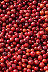 Fresh plum or Grewia asiatica or falsa or phalsa