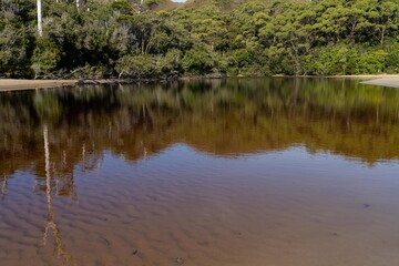 Fototapeta na wymiar tannin water flowing a river in a the forest in the tasmanian wilderness in australia