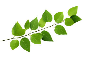 Green Leaves on Tree Branch. On a White or Clear Surface PNG Transparent Background..