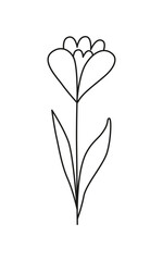 Linear crocus flower isolated on white. Spring flower. Botanical drawing. Great for greeting cards, backgrounds, tattoo. Woman's day, mother's day, wedding. Line art. Coloring book.