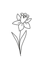 Linear narcissus isolated on white. Linear spring flower. Botanical drawing. Great for greeting cards, backgrounds, tattoo. Woman's day, mother's day, wedding. Line art. Coloring book.