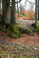 Autumnal forest with beech trees and fallen leaves on the ground