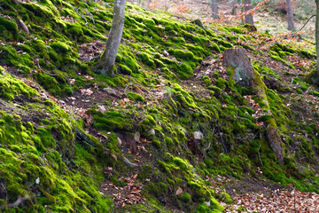 Mossy rocks in the forest in autumn. Natural background.