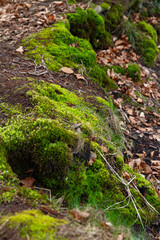Moss on a tree trunk in the forest in the fall.