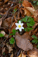 Anemone nemorosa, wood anemone, wood anemone