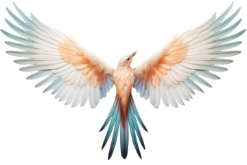 White and Orange Bird Spreading Wings. On a White or Clear Surface PNG Transparent Background..