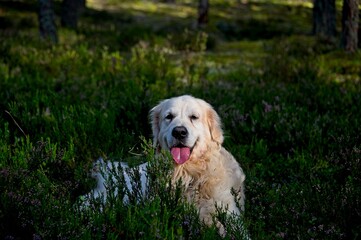 White Golden Retriever in Latvia