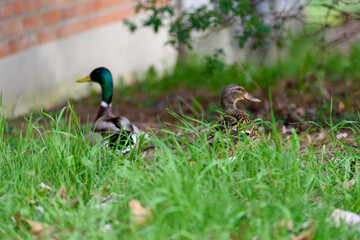 Kaczka krzyżówka zwyczajna anas platyrhynchos na zielonej trawie samiec samica