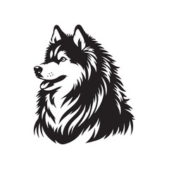 Siberian Husky Silhouette: Majestic Canine Profile in Graceful Motion- Siberian Husky black vector stock.