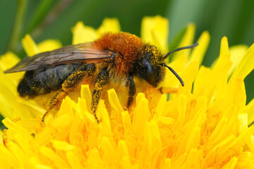 Closeup on the Grey-patched mining bee, Andrena nitida sitting on yellow dandelion
