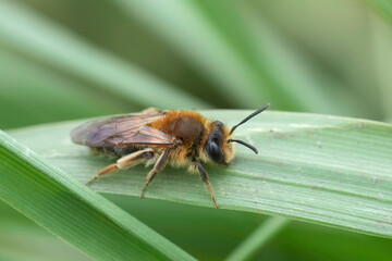 Closeup on a Mellow miner mining bee, Andrena mitis sitting on a straw of grass