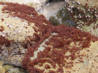 海の岩場に生える赤いフクロフノリの海藻