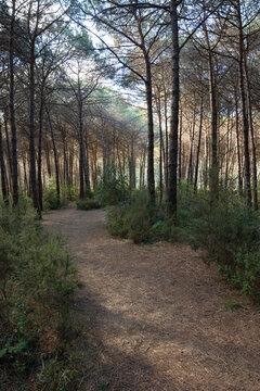 A dirt path in the forest. Jogging or running trail in a pine forest
