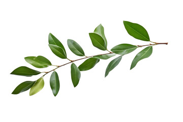 Green Leaves Branch on White Background. On a White or Clear Surface PNG Transparent Background..