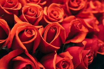 Background Red Roses 3