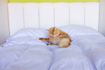 Cute ginger cat lying on the bed at home. Fluffy pet licking itself. 