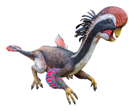 Citipati is a genus of oviraptorid dinosaur that lived in Asia during the Late Cretaceous period