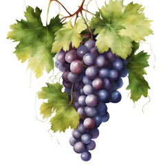 A ripe bunch of grapes hangs from a green vine in a vineyard