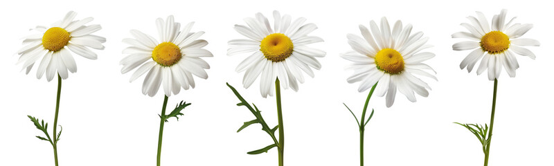 Fototapeta premium Daisies isolated on transparent or white background, png