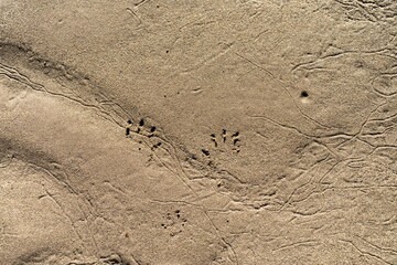 native australian animal footprint in the sand on the  beach in tasmania australia