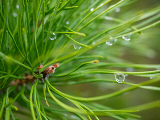 dew on pine needles