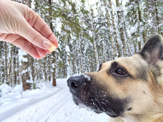 A treat for a German Shepherd dog during training. Education eastern European dog veo and white...