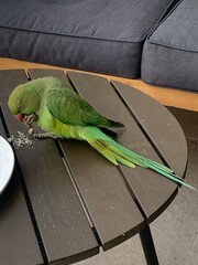 Closeup image of a parakeet biting into a cashew nut