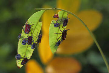 Common Name: Longan Stink Bug Scientific name: Tessaratoma javanica (Thunberg)
