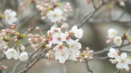 Obraz premium cherry blossoms bloom