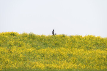 茨城県守谷市　利根川沿いの満開の菜の花 - obrazy, fototapety, plakaty
