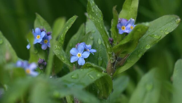 Forget me not flowers in full bloom on green foliage background