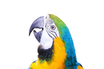 Close-Up Portrait of a Colorful Blue and Yellow Macaw Against a transaparent background
