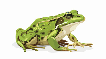 Illustration of a frog Flat vector isolated on white
