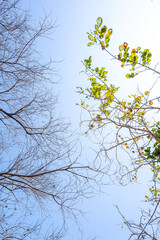 Concept of doubleness. Dead tree on one side and living tree on the different side.