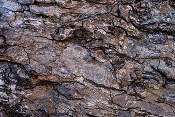 close up of tree bark pattern background