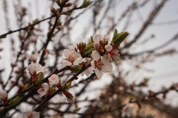 Several spring flowers on a tree branch on a light background. Cherry blossoms, white flowers on a white background. Japanese sakura. Pollen of the flower. A flowering tree in the village.