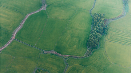 The many green rice fields separated by peasant paths, in summer and a sunny day