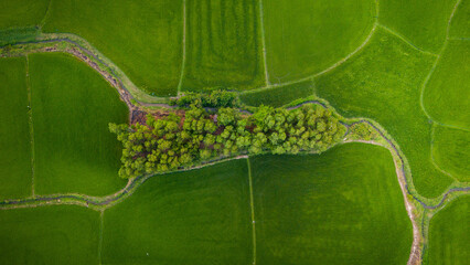 The many green rice fields separated by peasant paths, in summer and a sunny day