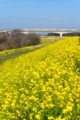 茨城県守谷市　利根川沿いの満開の菜の花