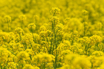 茨城県守谷市　利根川沿いの満開の菜の花